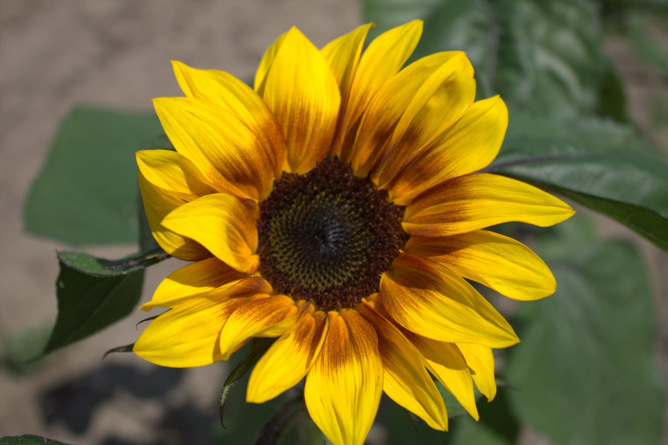 sunflowers