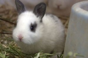 cuddle our bunnies