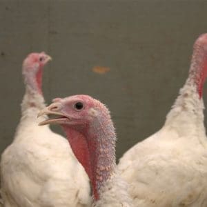 Fresh turkeys for Thanksgiving and Christmas