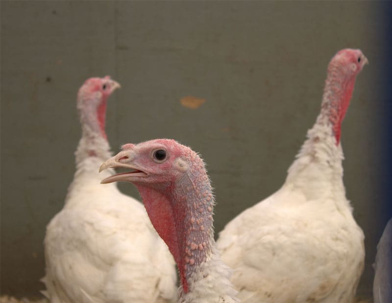 fresh turkeys for Thanksgiving and Christmas