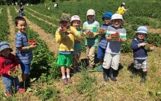 Strawberry Picking at Forsythe Family Farms