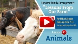 Lesson #1 Animals