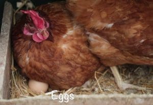 eggs are laid by hens - healthy eating