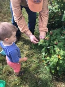 in the raspberry patch