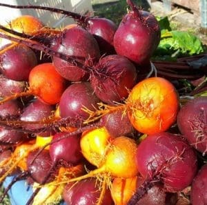 beets