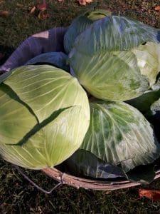 cabbage