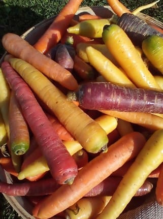 rainbow carrots