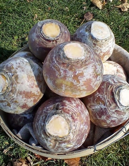 rutabaga