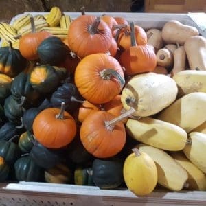 bin of squash