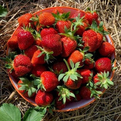 strawberries