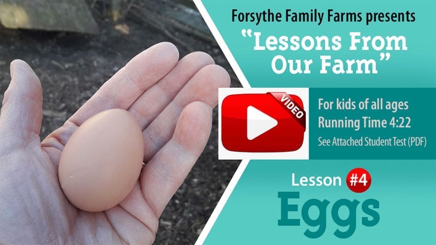 Lessons on the Farm - Eggs