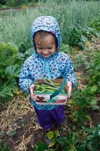picking beans