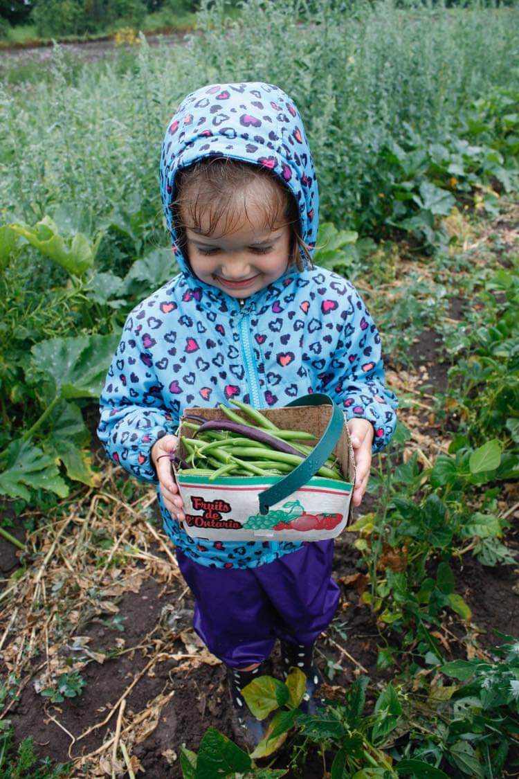 picking beans