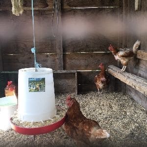 chickens