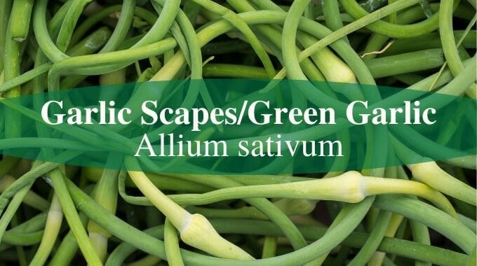 garlic scapes