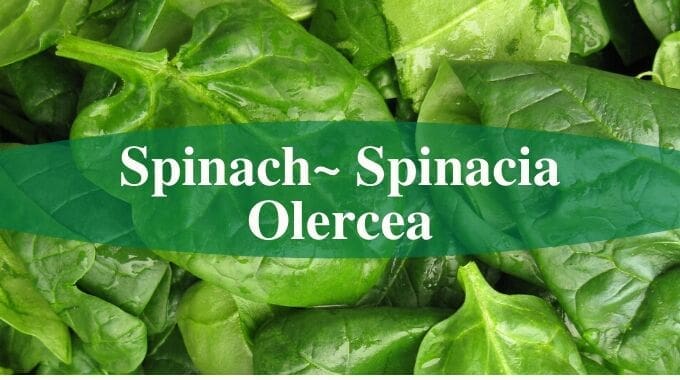 spinach
