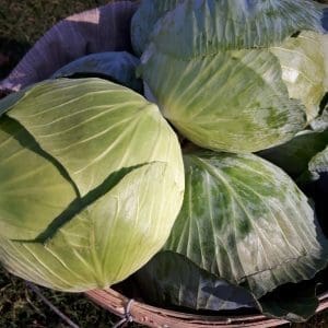 cabbage