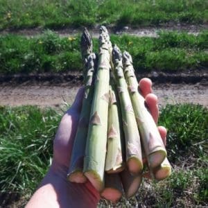 asparagus